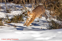 Mountain Lion alias Puma alias Cougar