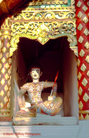 THAI CMAI 008