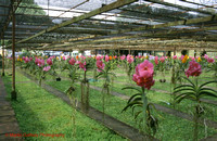 THAI CMAI 007