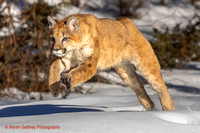 Mountain Lion alias Puma alias Cougar