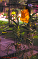 THAI CMAI 002