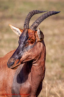 _MG_1571-2