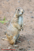 Northumberland Country Zoo