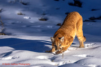 Mountain Lion alias Puma alias Cougar