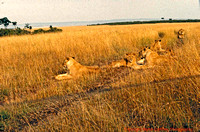 Keny039 Mara72