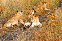 Keny041 Mara74