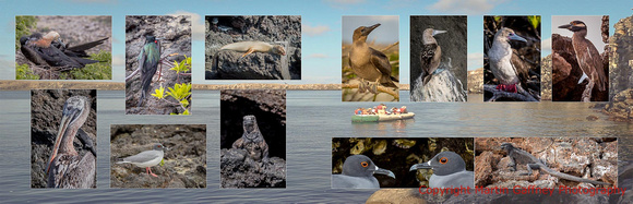 Galapagos Page 16 - 17