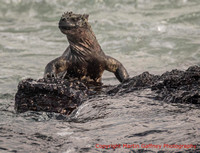 Ecuador and the Galapagos Islands