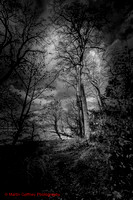 _73A1705 Edit