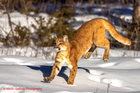 Mountain Lion alias Puma alias Cougar