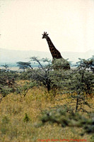 Keny023 Mara25