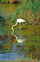 Tanzania_1984 009 ARU14